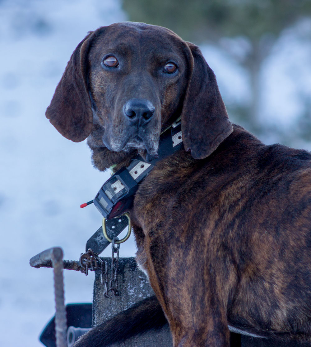 Otis - Bob Olson's Strike Plott Hound