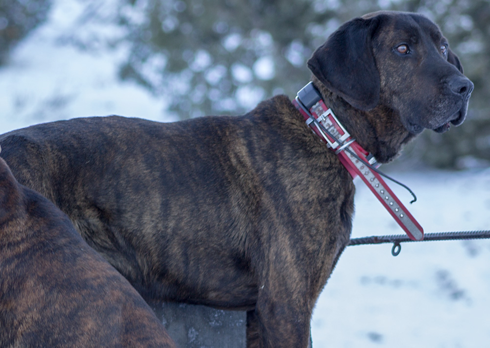 Junior - Bob Olson's Plott Hound