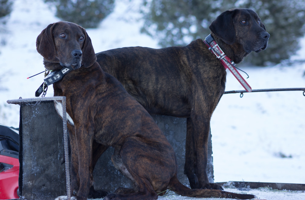 Otis and Junior | Olson Plott Hounds