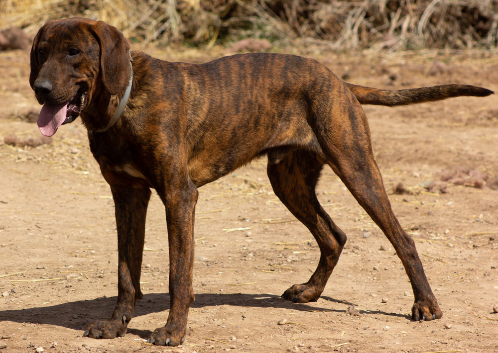 Dutton - Bob Olson's Plott Hound