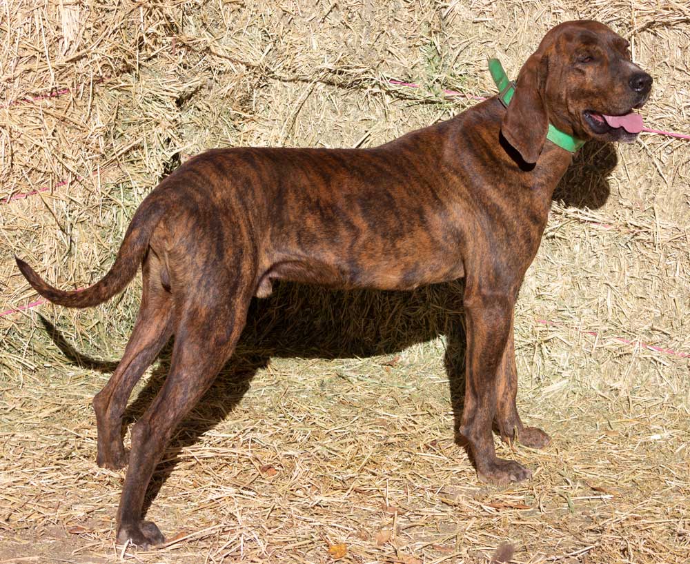 Olson Plott Hound - Dude