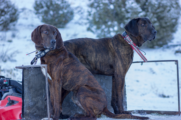 Otis and Junior | Olson Plott Hounds