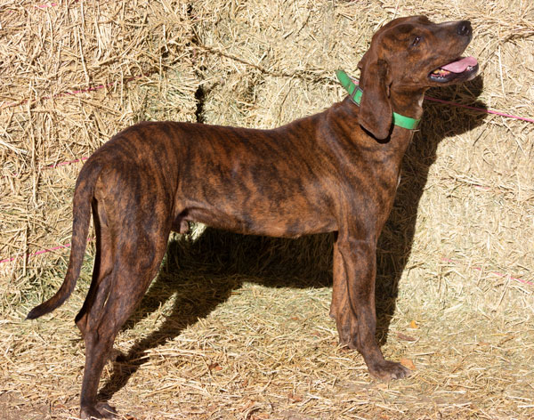 Olson Plott Hound - Dude